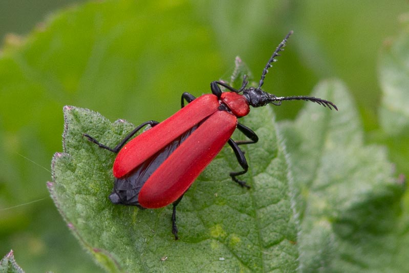Pyrochroa coccinea (Black-headed Cardinal Beetle).jpg